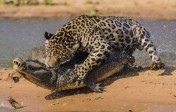 Jaguarla Timsah Kapışması!